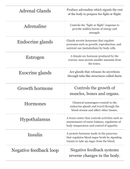 endocrine system review answer key