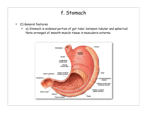 f. Stomach