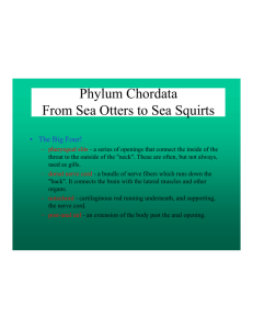 Phylum Chordata From Sea Otters to Sea Squirts