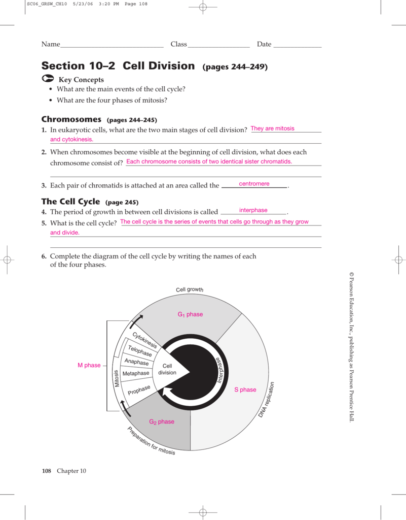 worksheet. Cell Growth And Division Worksheet. Grass Fedjp Worksheet