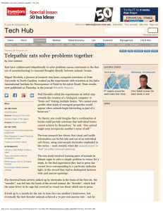 Telepathic rats solve problems together