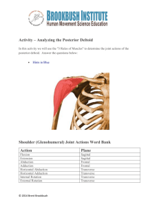 Activity – Analyzing the Posterior Deltoid
