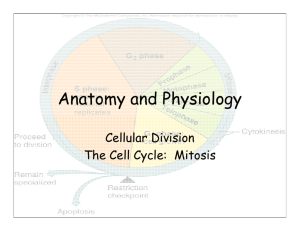 Cell Division PDF - Effingham County Schools