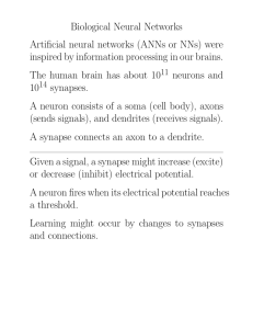 Biological Neural Networks Artificial neural networks (ANNs or NNs