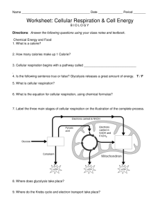 Worksheet: Cellular Respiration and Cell Energy