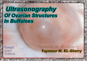 Ultrasonography of Buffalo Ovary