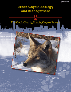 Urban Coyote Ecology and Management