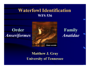 Waterfowl Identification