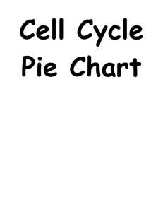 Cell Cycle Pie Diagram