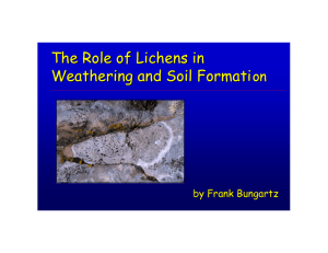 The Role of Lichens in Weathering and Soil Formation