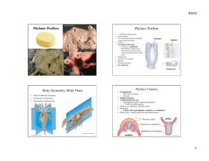 Phylum: Porifera Phylum: Porifera Body Symmetry, Body Plans