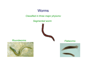 Roundworms Flatworms Segmented worm