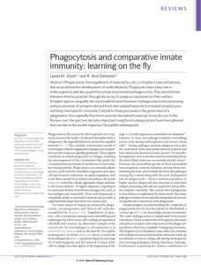 Phagocytosis and comparative innate immunity: learning on the fly