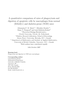 A quantitative comparison of rates of phagocytosis and digestion of