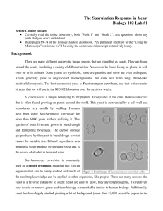 The Sporulation Response in Yeast Biology 102 Lab #1