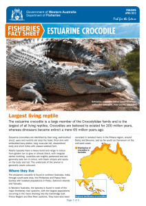 Estuarine Crocodile - Department of Fisheries