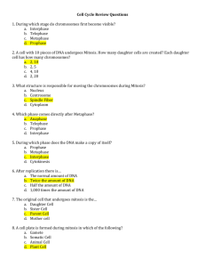 Cell Cycle Review Answers