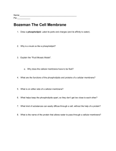 Bozeman The Cell Membrane - Biology with Mrs. Begert