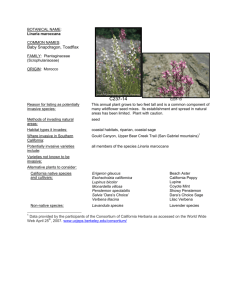 Linaria maroccana - Council for Watershed Health