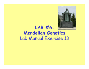 LAB #6: Mendelian Genetics Lab Manual Exercise 13