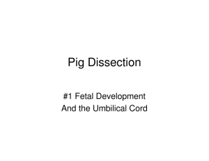 Fetal Development and the Umbilical Cord
