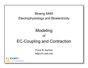 Modeling EC-Coupling and Contraction