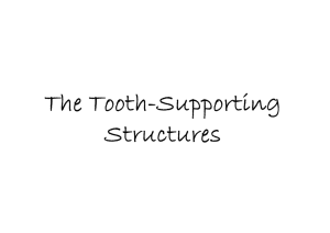 The Tooth-Supporting Structures
