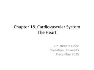 Chapter 18. Cardiovascular System The Heart