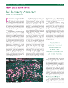 Fall-Blooming Anemones - Chicago Botanic Garden