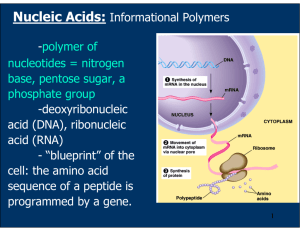 polymer of nucleotides = nitrogen base, pentose sugar, a phosphate