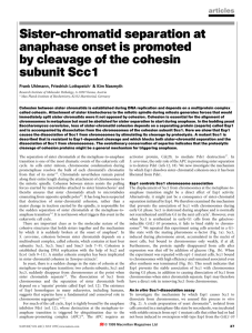 Sister-chromatid separation at anaphase onset is promoted by