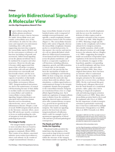 Integrin Bidirectional Signaling: A Molecular View