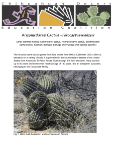 Arizona Barrel Cactus –Ferocactus wislizeni