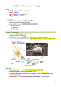 1. Structure & classification of neurons 2. Role of