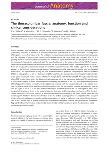 The thoracolumbar fascia: anatomy, function and clinical