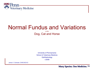 Normal Fundus and Variations in the