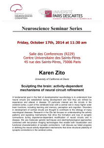 Karen Zito - The Institute of Neuroscience and Cognition