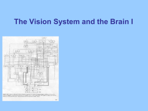 The Vision System and the Brain I