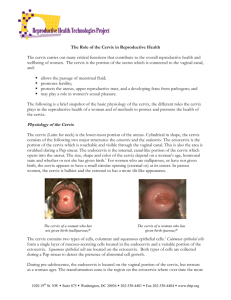 Physiology of the Cervix - Reproductive Health Technologies Project