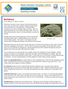 Buckwheat Master Gardener Newspaper Articles