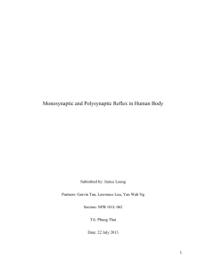 Monosynaptic and Polysynaptic Reflex in Human Body