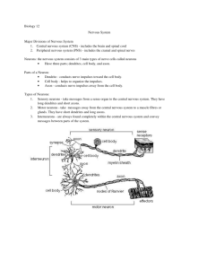 Biology 12 Nervous System Major Divisions of Nervous System 1