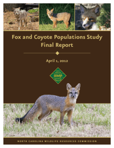 Fox and Coyote Populations Study Final Report