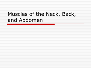 Muscles of the Neck, Back, and Abdomen