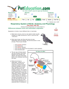 Respiratory System of Birds: Anatomy and Physiology
