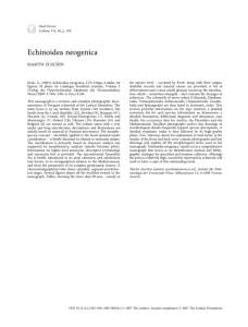 Echinoidea neogenica