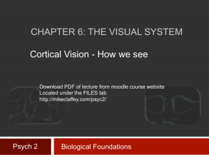 CHAPTER 6: THE VISUAL SYSTEM Cortical Vision
