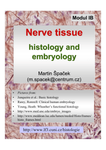 Nerve tissue