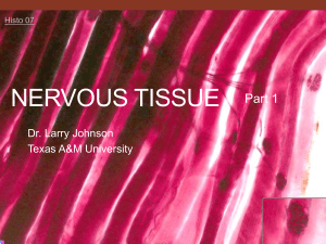 Nervous tissue - PEER - Texas A&M University