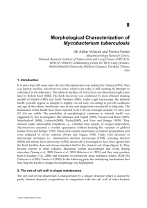 Morphological Characterization of Mycobacterium tuberculosis